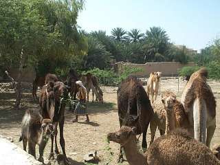 Wadi Hadramaut - Tarim - Camel Market